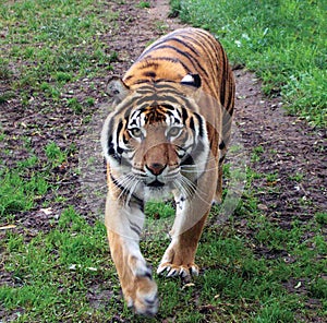 Sumatran Tiger