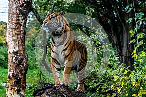 Sumatran tiger