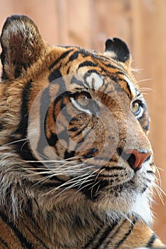 Sumatran tiger