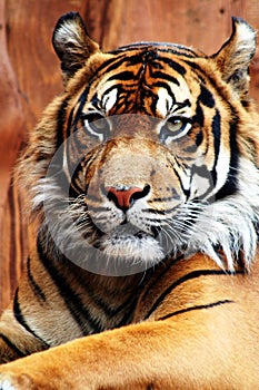 Sumatran tiger