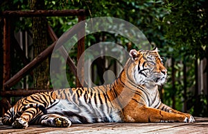 Sumatran tiger