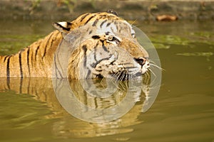 Sumatran tiger