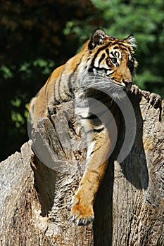 Sumatran Tiger