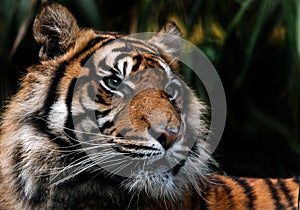 Sumatran tiger