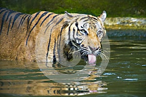 Sumatran Tiger