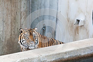 Sumatran tiger in anger