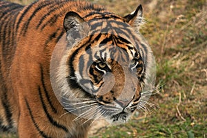 Sumatran tiger approaching the camera