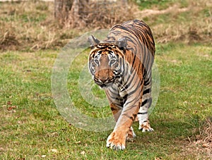 Sumatran tiger approaching the camera