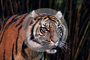 Sumatran Tiger