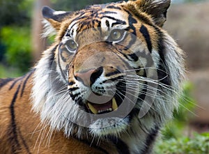 Sumatran tiger bare teeth