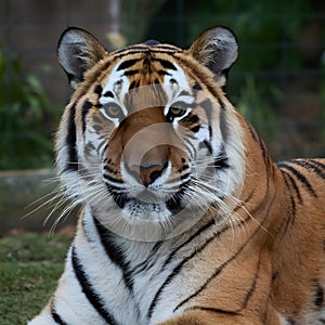 Sumatran tiger captured in zoo enclosure, showcasing its wild beauty