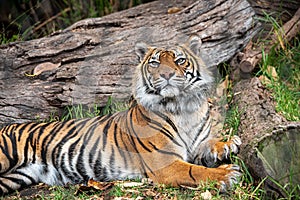 Sumatran tiger checking out the noise