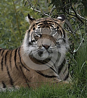 Sumatran Tiger in Chester