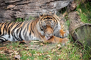 Sumatran tiger cleaning its legs in a zoo