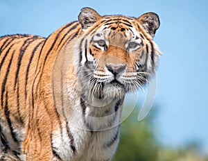 Sumatran Tiger Close Up. Critically Endangered Animal