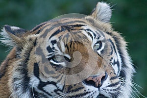 Sumatran tiger closeup at Auckland Zoo, New Zealand