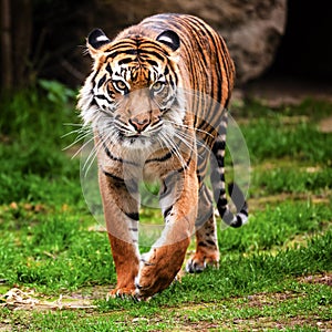 Sumatran tiger comming for you