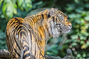 Sumatran tiger