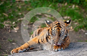 Sumatran tiger cub