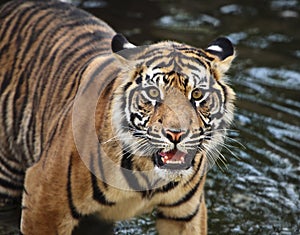 Sumatran tiger cub