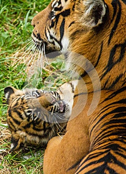 Sumatran Tiger Cub