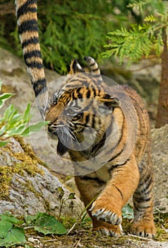 Sumatran Tiger Cub