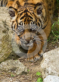 Sumatran Tiger Cub photo