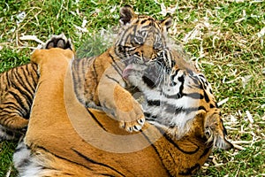 Sumatran Tiger Cub photo