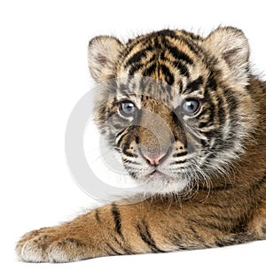 Sumatran Tiger cub, Panthera tigris sumatrae, 3 weeks old, in fr