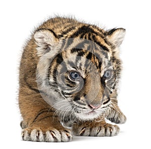 Sumatran Tiger cub, Panthera tigris sumatrae, 3 weeks old