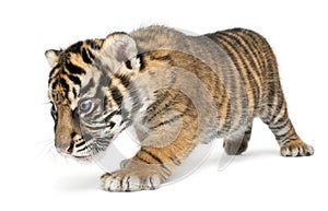 Sumatran Tiger cub, Panthera tigris sumatrae, 3 weeks old, walking in front of white background