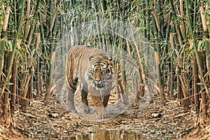Sumatran tiger with dark fur and wide stripes in a bamboo forest