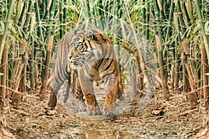 Sumatran tiger with dark fur and wide stripes in a bamboo forest. Animals in wildlife