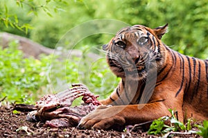 Sumatran tiger eating its prey photo