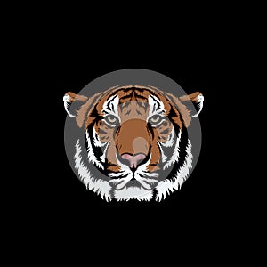 Sumatran tiger face vector