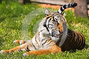 Sumatran tiger in the green grass