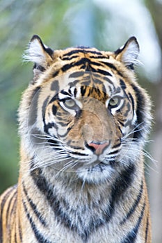 Sumatran Tiger head Panthera tigris sumatrae portrait looking forward