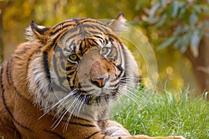 Sumatran tiger.