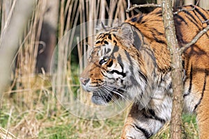 Sumatran Tiger Hunting In Grassland.