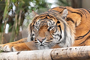 Sumatran tiger just about to close his eyes for a nap