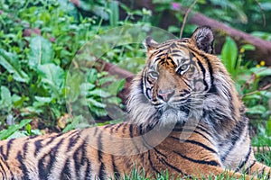 Sumatran tiger lazes in the grass