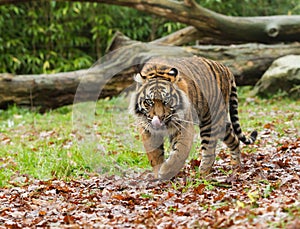 Sumatran Tiger Licking Lips