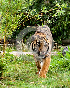 Sumatran Tiger Licking Lips Framed by Greenery