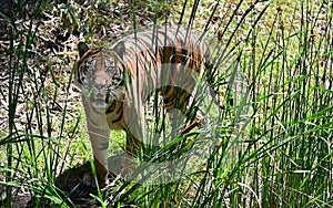 Sumatran tiger llooking at camera