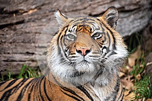 Sumatran tiger looking at all the people in the zoo