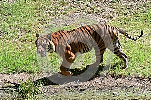 Sumatran tiger looking for a prey