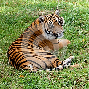 Sumatran Tiger Lying Looking Over Shoulder