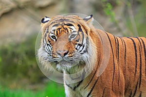 Sumatran tiger  Panthera tigris sondaica beautiful close-up portrait