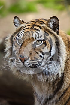 Sumatran tiger Panthera tigris sumatrae