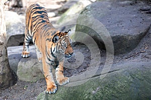 Sumatran Tiger, Panthera tigris sumatrae